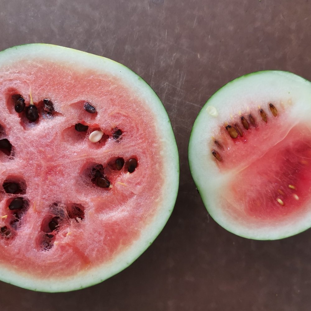 Guide til dyrkning af vandmelon i Danmark: Sådan dyrker vandmeloner - Mandekogebogen