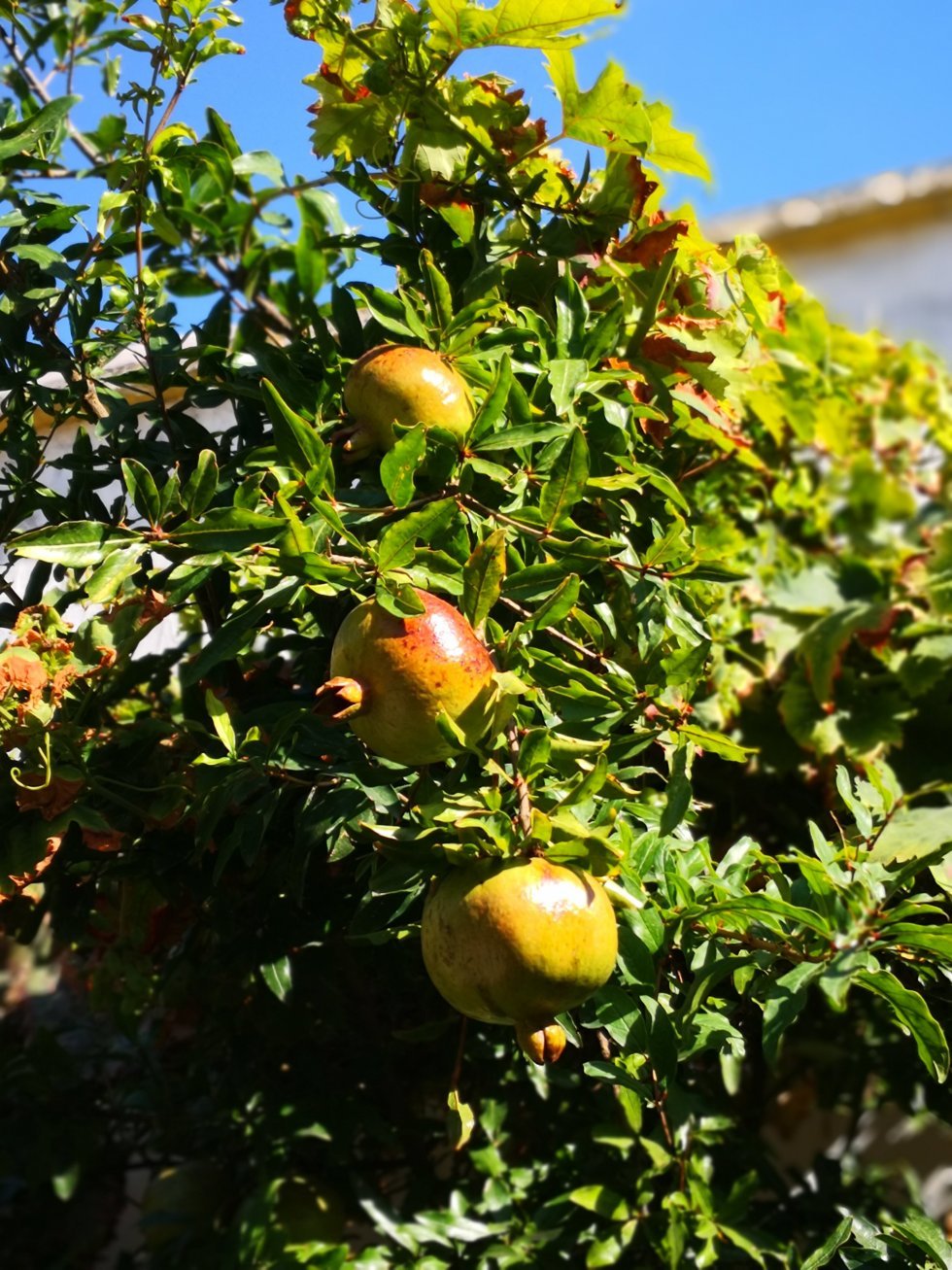 Granatæbler i en lokal baghave. - Fra hjemmebrygget vin til løg-is: en kulinarisk rejse gennem Sardinien