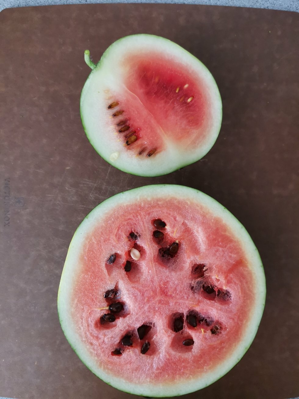 Dette billede blev taget d. 4. august 2020. To forskellige planter, to forskellige størrelser. Den lille: 550 g, den store: 1,3 kg. - Sådan dyrker du vandmeloner i Danmark