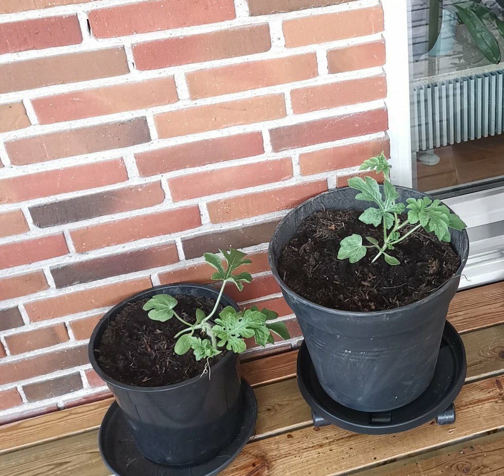 To forskellige pottestørrelser efter de er omplantet til deres vokseplads.  - Sådan dyrker du vandmeloner i Danmark