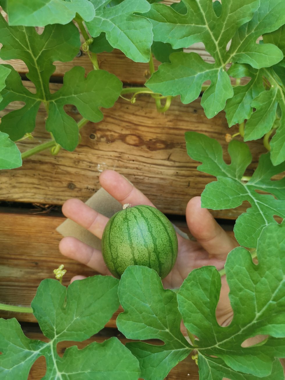 Når bestøvningen er en succes, vil vandmelonen hurtigt svulme op. - Sådan dyrker du vandmeloner i Danmark
