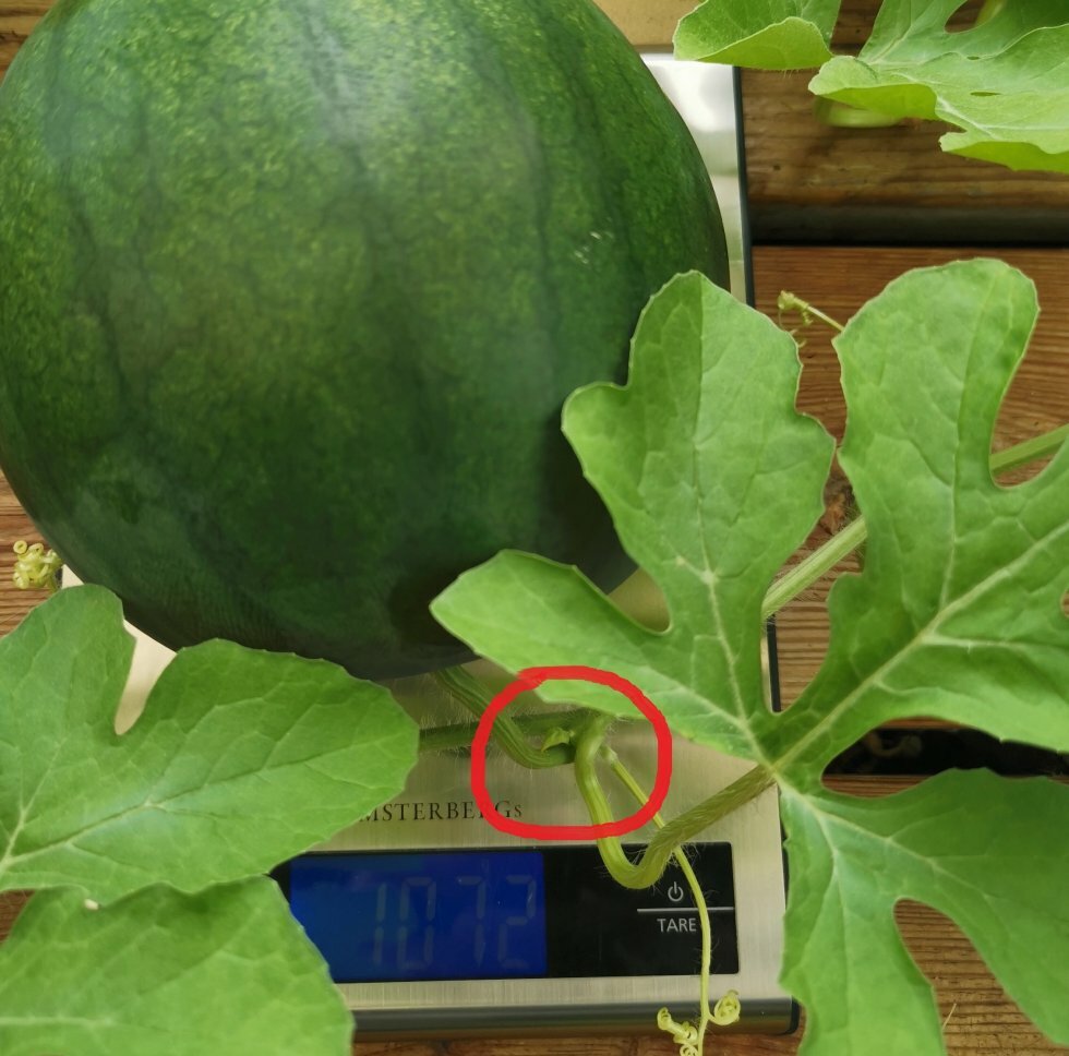Slyngtråden er forbundet med det punkt, hvor vandmelonen vokser fra hovedstænglen. - Sådan dyrker du vandmeloner i Danmark