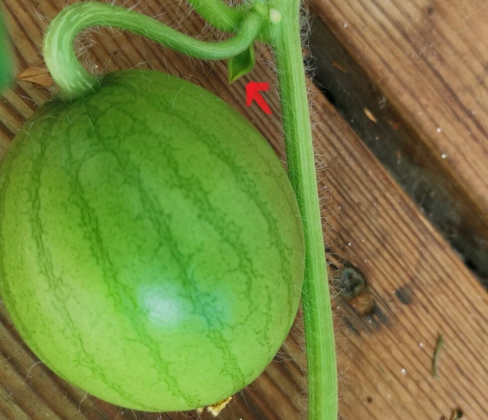 Skeen finder du ved basen af der, hvor vandmelonen møder 'hovedstammen'. - Sådan dyrker du vandmeloner i Danmark