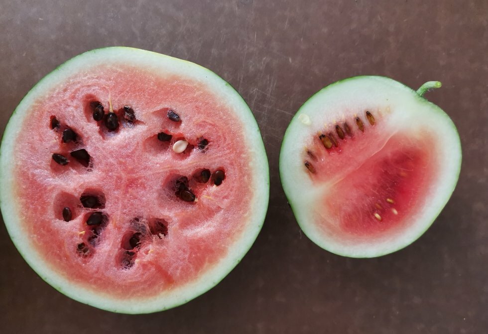 Sådan dyrker du vandmeloner i Danmark