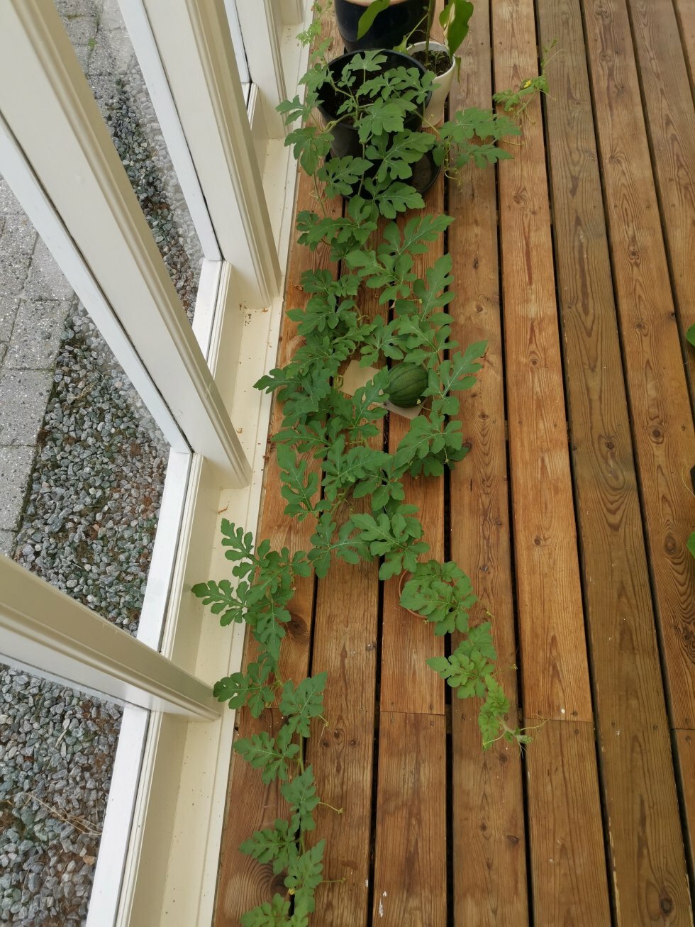 Fuldvoksen vandmelonplante på 1,5 meter. - Sådan dyrker du vandmeloner i Danmark