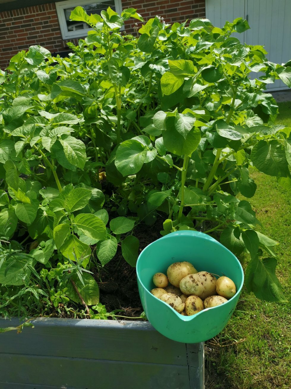 Kartoffelplanter klar til høst. - Sådan dyrker du kartofler