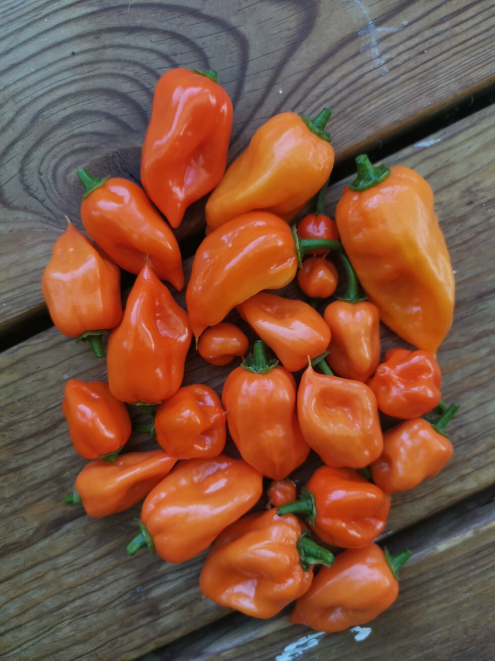 Friskplukkede chilier (habanero) klar til tørring. - Sådan tørrer du chili