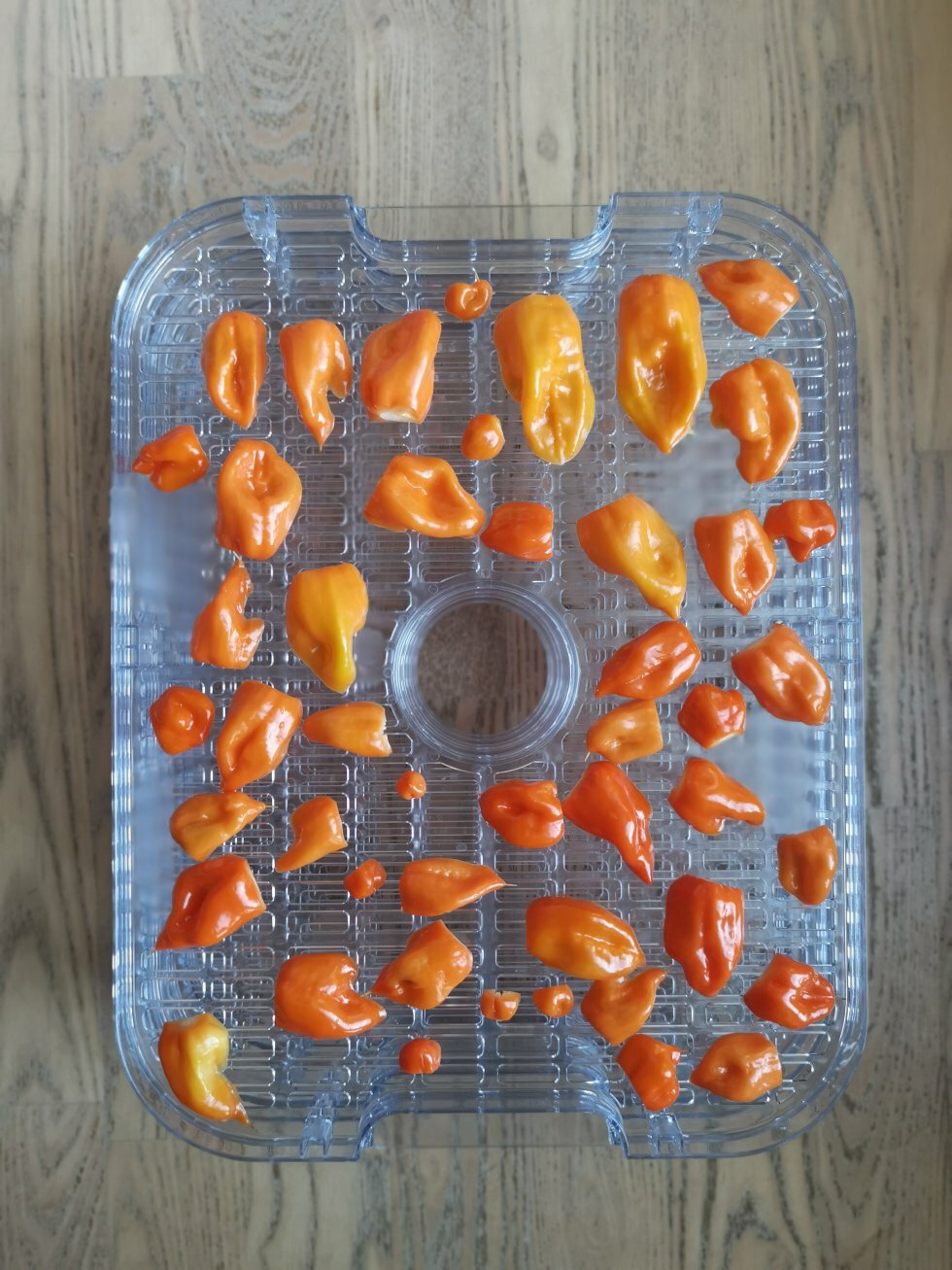 Eksempel på dehydrator, hvor chilifrugterne ligger i lag. - Sådan tørrer du chili