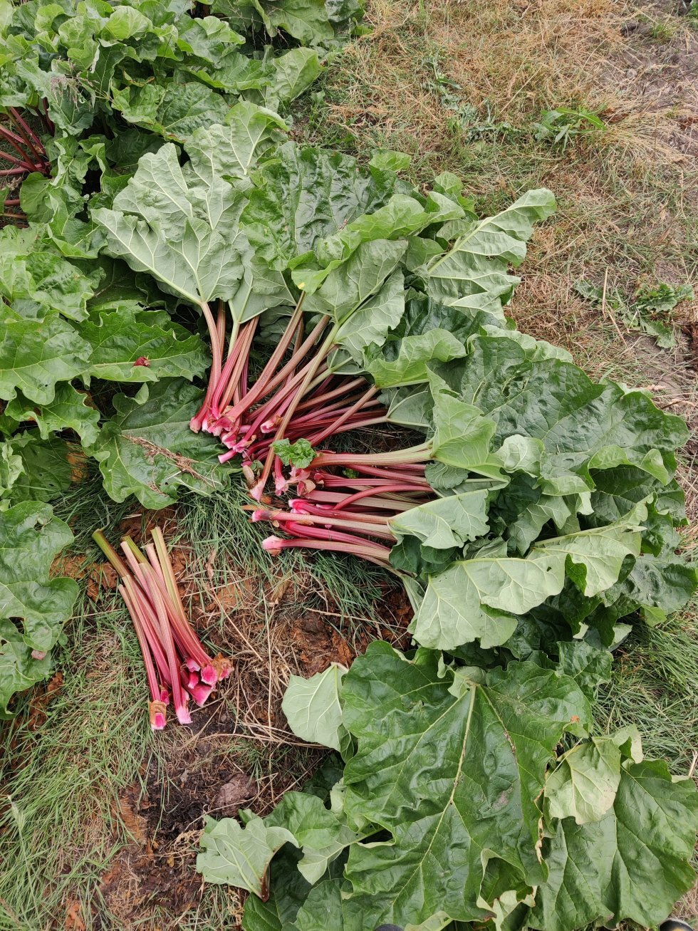 Sommerguld hos SvanekeGrønt. - Lokale produkter og legesyg agrokultur: Bornholms er forgangsmand for kærligheden til lokalområderne