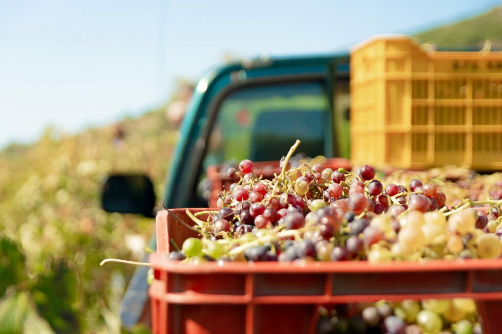 Trods atypisk og solmættet sæson er 2022-vinen fra Rhône-dalen en af de bedste årgange i de sidste fem år
