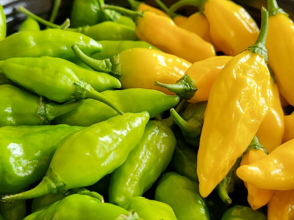Lime Habenero - Guide: Sådan dyrker du saftige chili i din vindueskarm