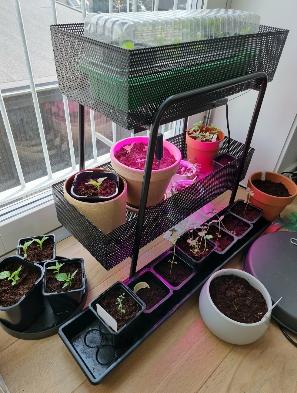 Marts er højsøæson for vinduesspirring hjemme hos mig - Guide: Sådan dyrker du saftige chili i din vindueskarm