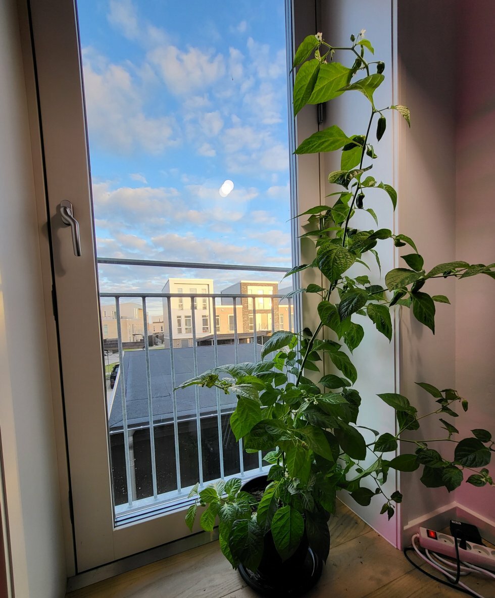 Denne plante er blevet beskæret i sideskud, for at skabe en høj vækst, der passede til terassedøren - Guide: Sådan dyrker du saftige chili i din vindueskarm