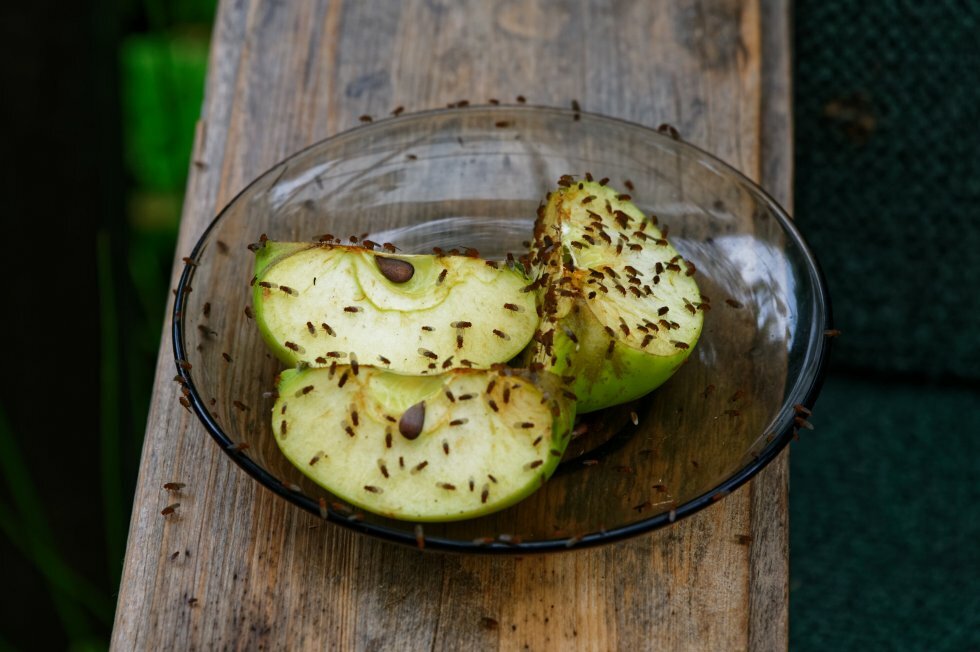 Sådan undgår du bananfluer i køkkenet - og sådan slipper du af med dem igen