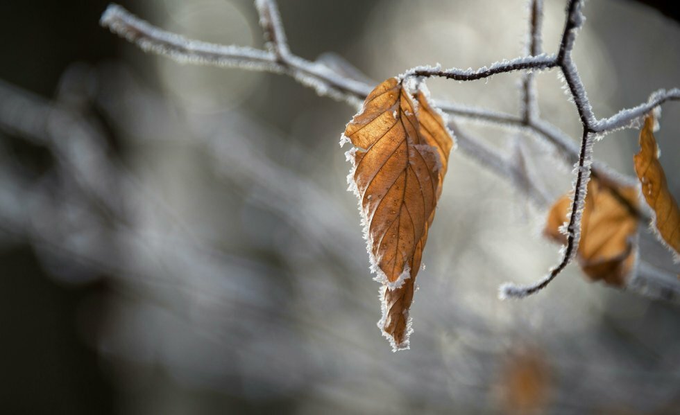 Sådan frostsikrer du din have til vinter