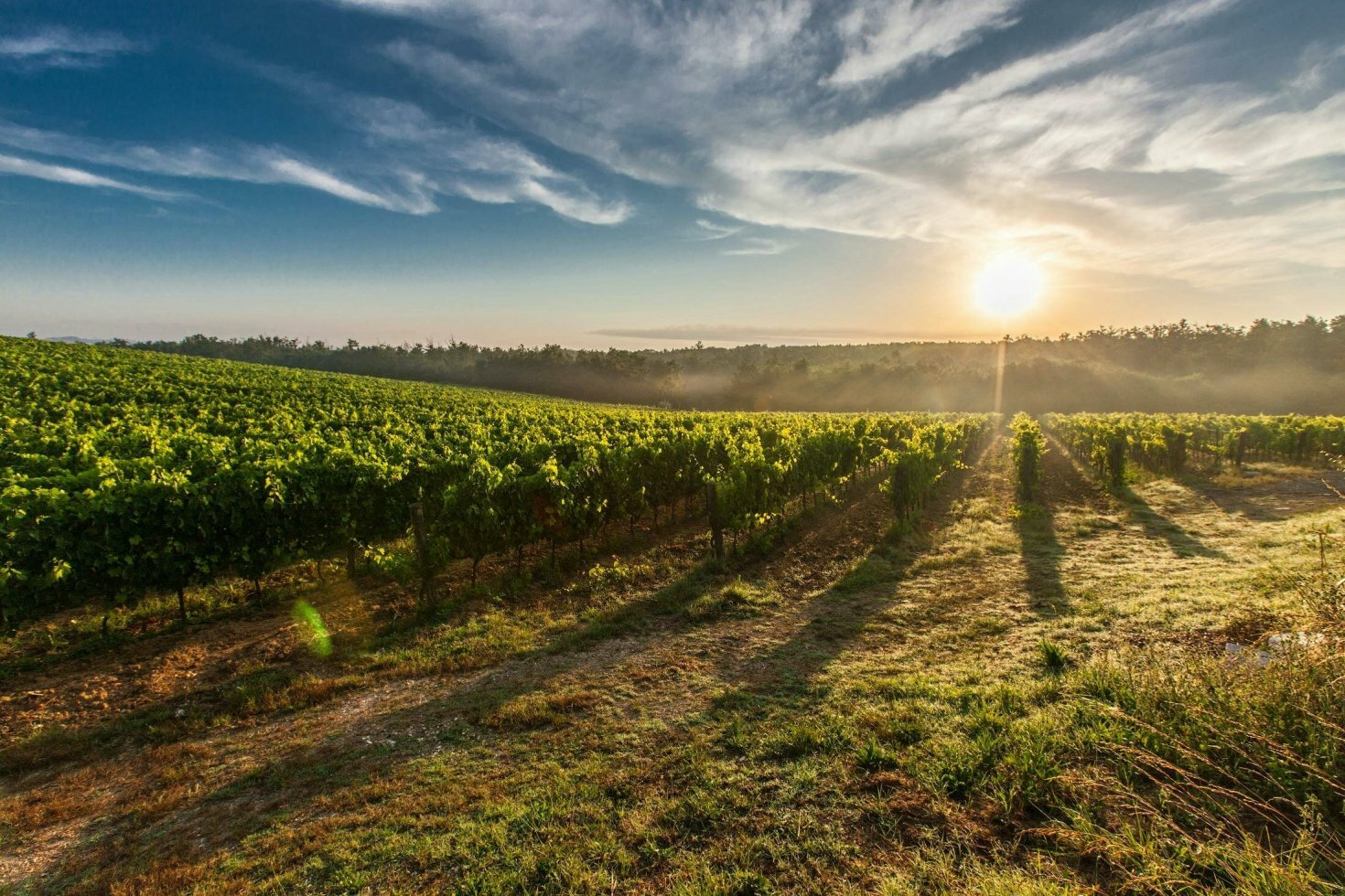 Chianti: En rejse gennem italiensk vin