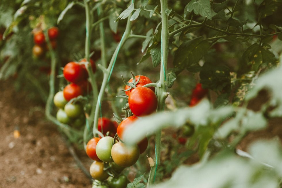 Sådan laver du din tomatsauce mere robust - med en ingrediens, du normalt smider væk