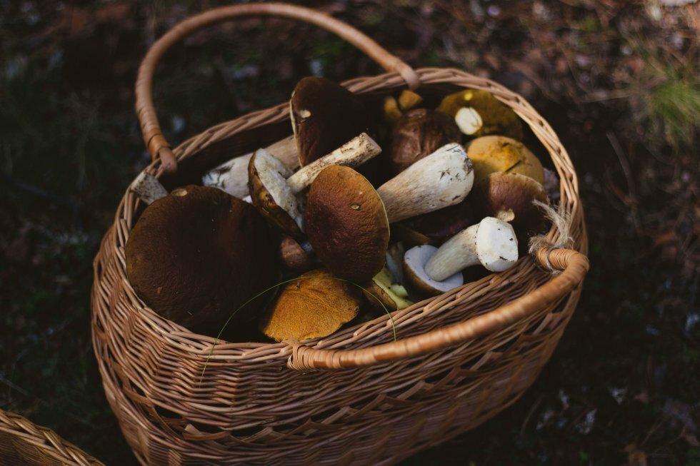 Derfor koster sjældne matsutake-svampe op til 7.000 kroner pr. kilo