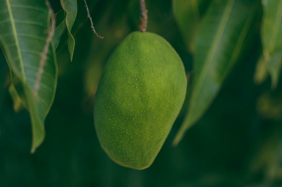 Denne skæreteknik giver dig mest frugtkød fra en mango