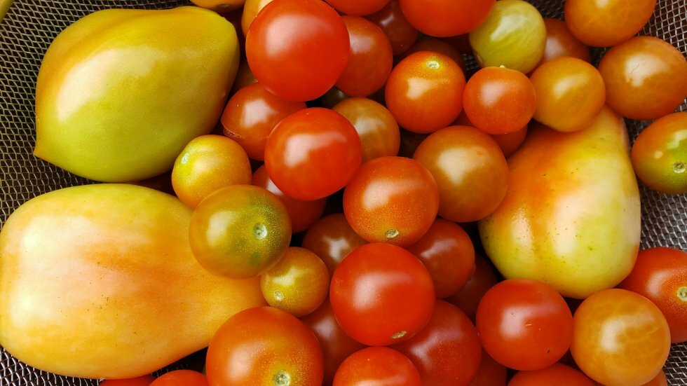 10 tomatsorter, du skal prøve i dit drivhus