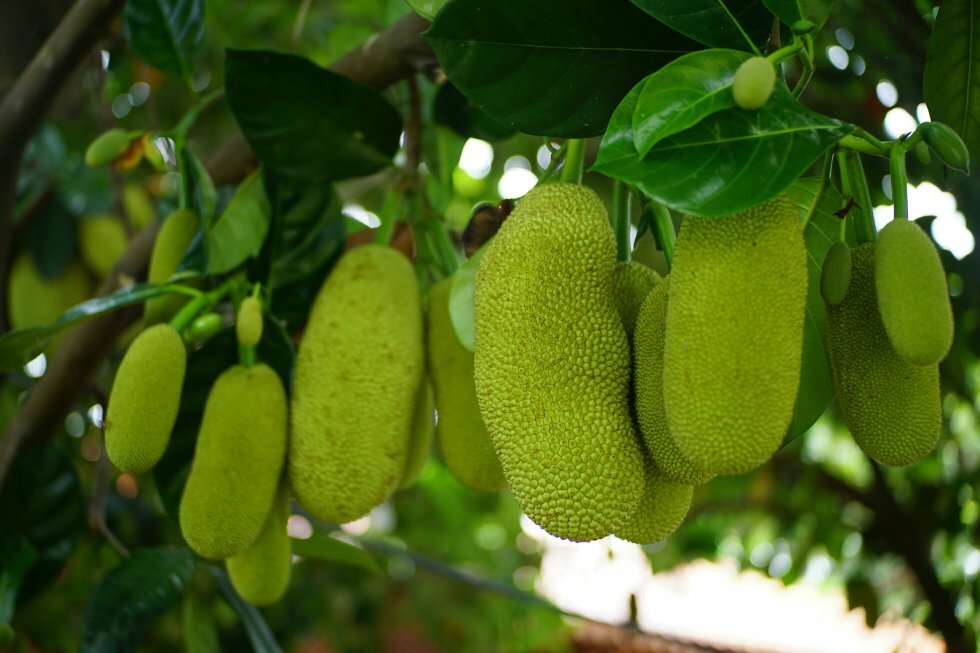 Så længe skal jackfruit marineres for den bedste smag