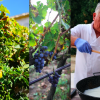 Fra hjemmebrygget vin til løg-is: en kulinarisk rejse gennem Sardinien