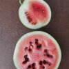 Dette billede blev taget d. 4. august 2020. To forskellige planter, to forskellige størrelser. Den lille: 550 g, den store: 1,3 kg. - Sådan dyrker du vandmeloner i Danmark