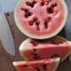 Succes! - Sådan dyrker du vandmeloner i Danmark
