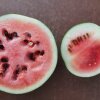 Sådan dyrker du dine egne vandmeloner - Sådan dyrker du vandmeloner i Danmark