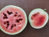 Sådan dyrker du vandmeloner i Danmark