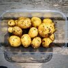Hjemmedyrkede kartofler - Sådan dyrker du kartofler