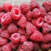Sommerhindbær og efterårshindbær - Sådan dyrker du hindbær