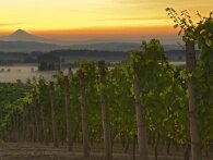 Den amerikanske vinregion Willamette Valley får international anerkendelse med den famøse PGI-status