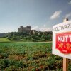 Foto: Mutti  - Italienske Mutti går i krig mod pesticider og belønner initiativrige tomatavlere