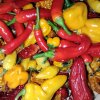 Chili hjemmehøst anno 2022 - fra vinduet - Guide: Sådan dyrker du saftige chili i din vindueskarm