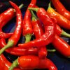 Cayenne - Guide: Sådan dyrker du saftige chili i din vindueskarm