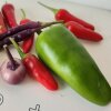 Den grønne sag her er en Early Jalapeno - Guide: Sådan dyrker du saftige chili i din vindueskarm