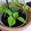 Guide: Sådan dyrker du saftige chili i din vindueskarm