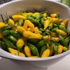 Solid høst af habenero - (Nok styrke til flere års brug, hvis de tørres eller dehydreres!) - Guide: Sådan dyrker du saftige chili i din vindueskarm