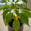 Guide: Sådan dyrker du saftige chili i din vindueskarm