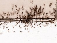 Sådan slipper du af med myrer indenfor om sommeren