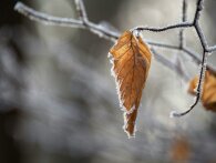 Sådan frostsikrer du din have til vinter