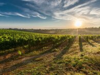 Chianti: En rejse gennem italiensk vin