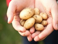 Disse kartofler er bedst til hjemmelavede chips