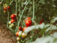 Sådan laver du din tomatsauce mere robust - med en ingrediens, du normalt smider væk