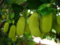 Så længe skal jackfruit marineres for den bedste smag