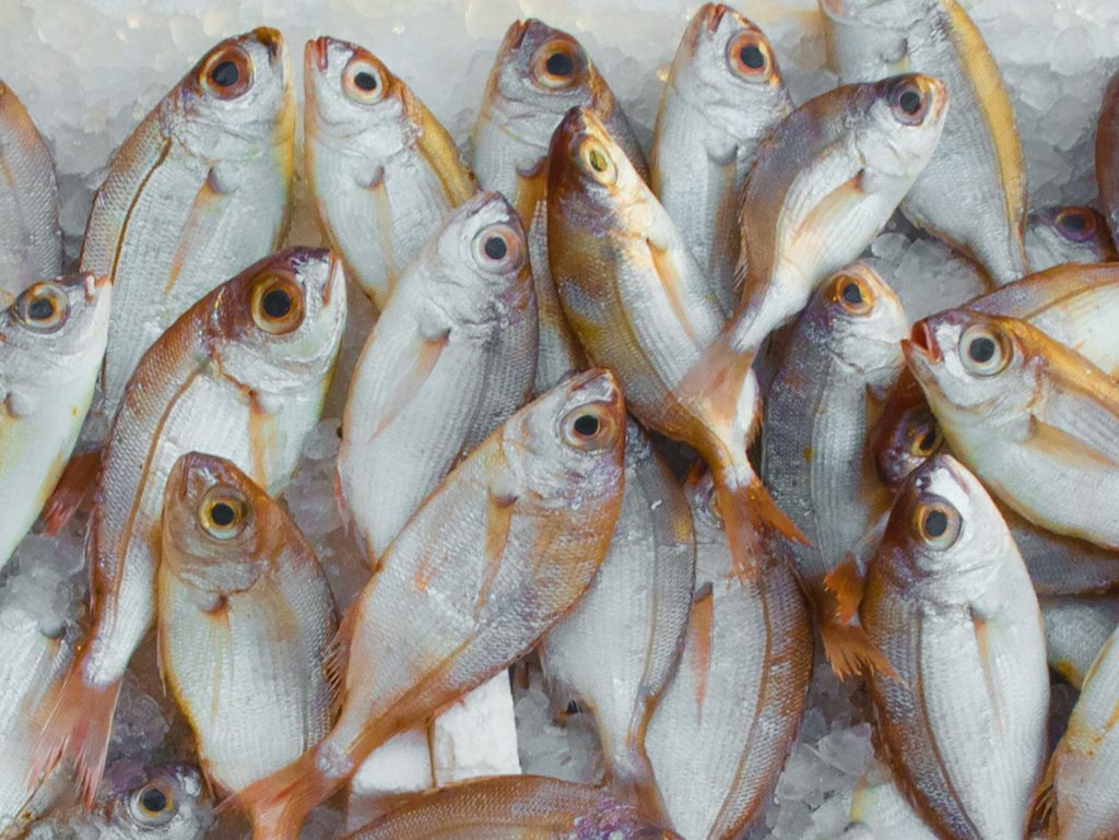 Årsagen til, hvorfor frisk fisk ikke bør lugte “fisket”