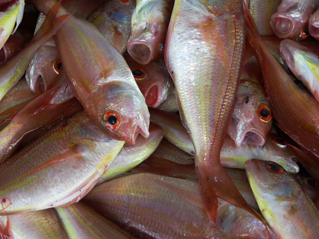 Hvilken fisk er bedst til fond?