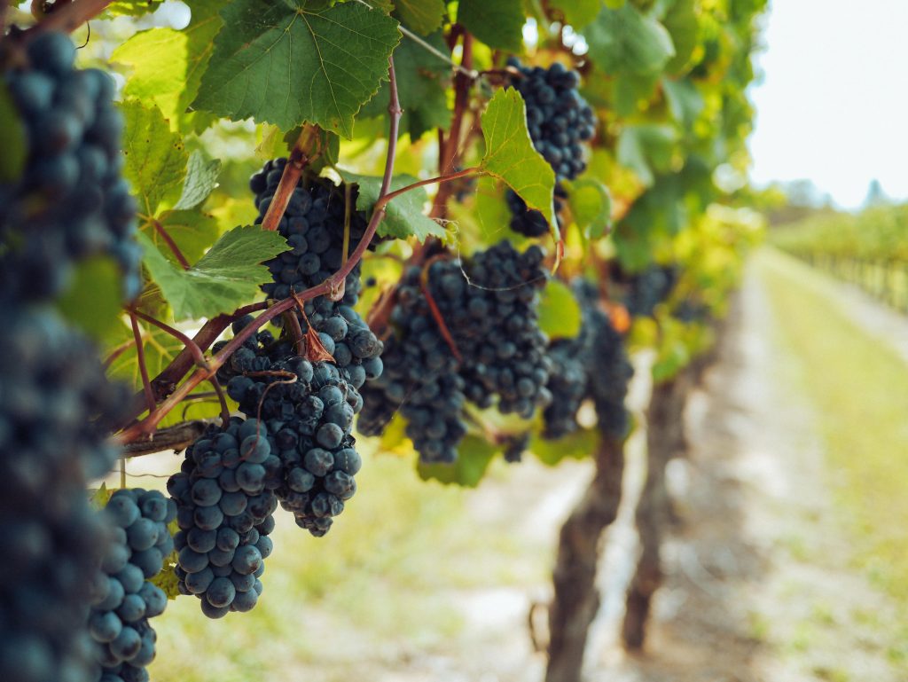 pexels grape things 3840335