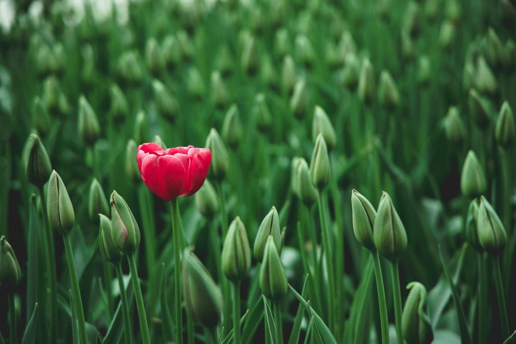 Sådan får du gamle blomsterløg til at blomstre igen